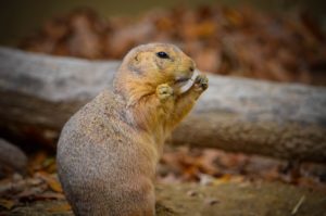 Prairie dog that appears to be flossing