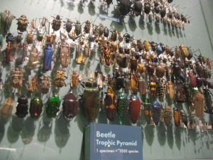 Beetle Trophic Pyramid - Detail